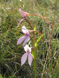 Image result for Brownleea maculata