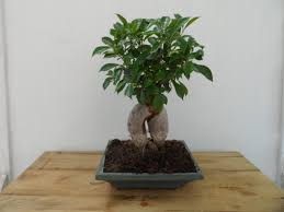 Güzel bir resmi daha anlamlı kılan iyi seçilmiş bir çerçeve ne kadar önemli ise bonsai için saksı da odur. Ginseng Bonsai Ficus Bodurbitki Com Meyve Fidanlari Ve Sus Bitkileri