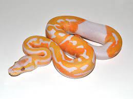 Dreamsicle Morph List World Of Ball Pythons Ball Python Ball Python Morphs Pet Snake