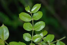 Image result for Zanthoxylum