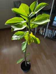 Image result for Euphorbia grantii