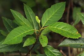 Image result for Maesa lanceolata