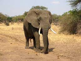 Check spelling or type a new query. Elephant Facts For Kids All You Need To Know