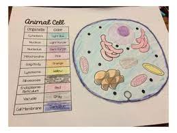 Find the perfect animal cell diagram stock photos and editorial news pictures from getty images. Animal And Plant Cell Match And Color Pages Freebie By Smith Science And Lit