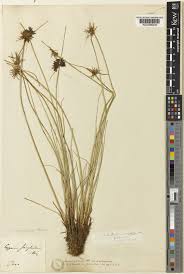 Image result for Pycreus flavidus