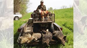 Like our free range gun and archery hunts the hogs are not fenced. It S Time To Dog The Hogs Louisiana Sportsman