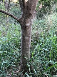 Image result for Ficus obliqua