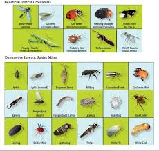 Beneficial And Destructive Garden Insects Insectes De Jardin Insectes Utiles Jardin Potager