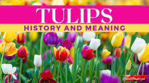It includes the populous miami metropolitan area, the florida keys, and other localities. The History And Meaning Of Tulips Eden Florist South Florida Flowers For Any Occasion
