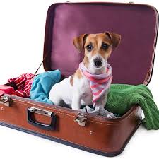 Cat sedation for travel can help your cat sleep or remain calm during a long flight or car ride. Pet Travel Travelling With Pets In Planes