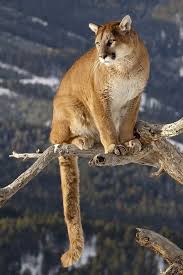 Die puma community rekrutiert für bolle und cw. 90 Puma Ideen Grosse Katzen Wilde Katzen Berglowe