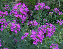Old Fashioned Garden Phlox Garden Front Of House Butterfly Garden Plants Flower Garden