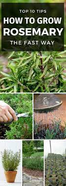 Top 10 Advices How To Grow Rosemary Rosemary Plant Care Rosemary Plant Growing Rosemary