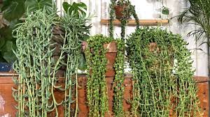 That's why it's very common to overwater the plant especially if you're not familiar with its nature. String Of Pearls Care Housplant Care Tips Youtube