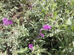 Image result for Gutenbergia