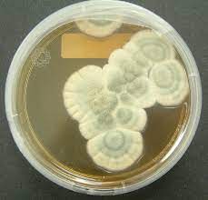 Expose a slice of bread or citrus peel or a cantaloupe rind to the air at 70 deg. Penicillium Chrysogenum Wikipedia