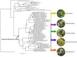 Image result for Disa ochrostachya