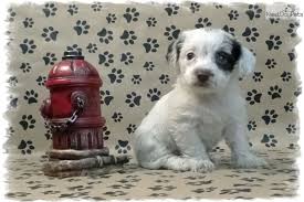 Dachshund puppies for adoption from your local north carolina animal shelter usually cost less than getting one from a specialized dachshund dog breeder. Doxie Poo Two Dachshund Puppy For Sale Near Nashville Tennessee 6d100108 C751