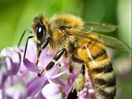 Maybe you would like to learn more about one of these? Honey Bee Control Management Treatment Honey Bee Info