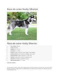 See more ideas about huski, cățeluși, caine husky. Rasa De Caine Husky Siberian