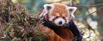 Central Park Zoo 2021 Info And Deals Save 12 Use New York Sightseeing Pass If you make a purchase after clicking on one of these links, we may receive a small commission at no extra cost to you.