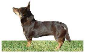Lancashire Heeler Dog Breed Information Pictures Characteristics Facts Dogtime