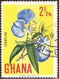 Image result for Rhipidoglossum kamerunense