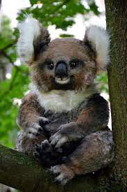 Koala Etsy Koala Happy Animals Cute Animals