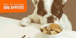 How To Increase Dog Appetite Palatability Exercise Tips