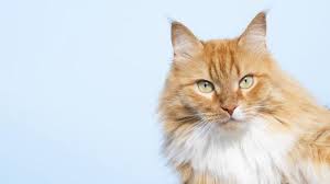 Maybe you would like to learn more about one of these? Mimpi Digigit Kucing Sampai Berdarah Menurut Primbon Jawa Hati Hati Penghasilan Anda Tribun Jakarta
