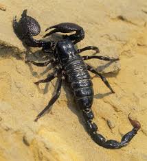 Include scorpions in global conservation plans | Science
