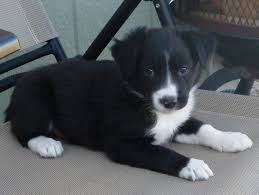 A commitment to health testing and education for the preservation of a wonderful breed of family dog that can enjoy farm work. Border Collie Training 101 C2c Border Collies