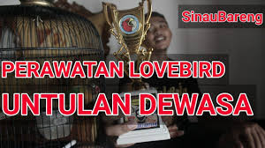 Gambar sketsa burung lovebird ngekek. Settingan Lovebird Dewasa Untulan Paska Jebol Kandang By Semua Tentang Burung