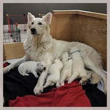 White snow german shepherd puppies. Rose Valley White Shepherds Home Facebook