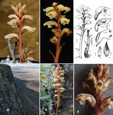 Image result for Orobanchaceae
