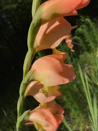 Image result for Gladiolus dalenii