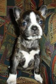 The breed's appearance has changed quite a bit — for the better, breeders say — since then. Boston Terrier Mix Puppy Puppy Dog Pictures Pitbull Mix Puppies Boston Terrier Puppy