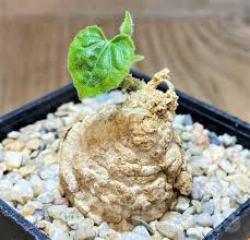 Image result for Coccinia mildbraedii