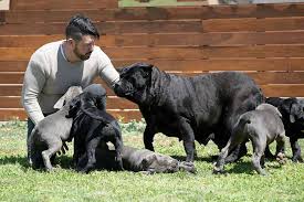 Cria De Cane Corso Venta De Cane Corsos Comprar Cachorros Cane Corso Online