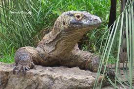 Komodo Dragon Animals Wild Pet Birds Animals