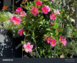 Image result for dipladenie sanderi obrázek