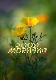 60 Schonste Guten Morgen Bilder Mit Blumen Hindi Status Good Morning Images With Flower Good Morning Images Flowers Good Morning Images Good Morning Photos