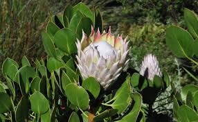 Image result for Protea cynaroides