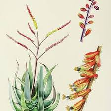 Image result for Aloe pienaarii