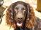 Image of Is Boykin Spaniel hypoallergenic?