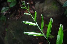 Image result for Lindsaea ensifolia