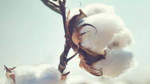 1.689 beğenme · 6 kişi bunun hakkında konuşuyor. Sustainability How Much Better Is The Better Cotton Initiative