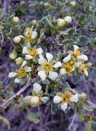 Image result for Baptorhachis foliacea