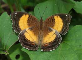 Image result for Tarenna junodii