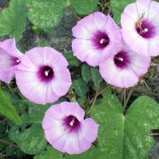 Image result for Ipomoea lapathifolia